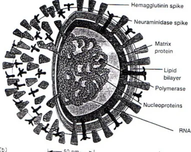 Gambar 1: Skema virus avian influenza 