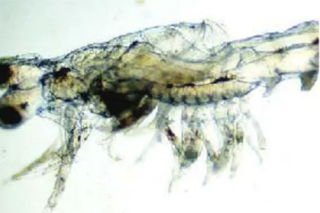 Gambar 5. Post Larva Udang Penaeus yang Menderita Penyakit Vibriosis  (Sumber: Hidayat 2011) 