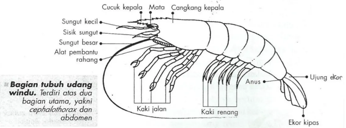 Gambar 2. Bagian Tubuh Udang Windu (Penaeus monodon)  (Sumber: Amri 2003) 