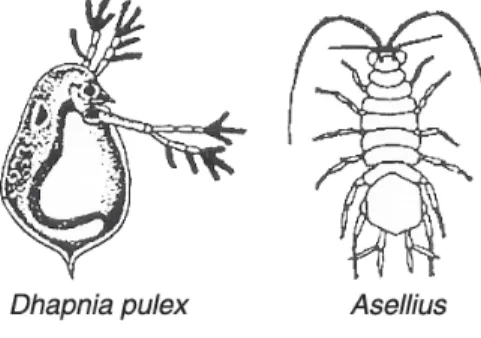 Gambar 1- 5.  Contoh stracoda
