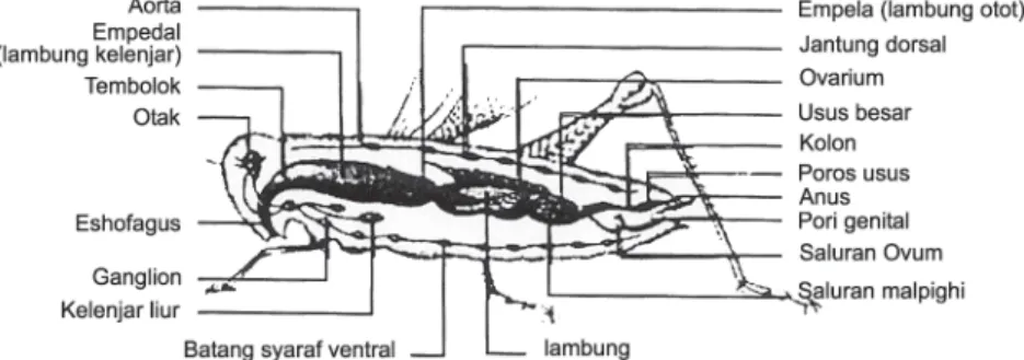 Gambar 1- 15. Struktur dalam belalang