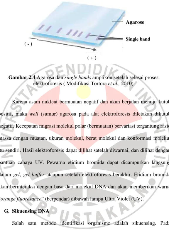 Gambar 2.4 Agarosa dan single bands amplikon setelah selesai proses  elektroforesis ( Modifikasi Tortora et al., 2010) 