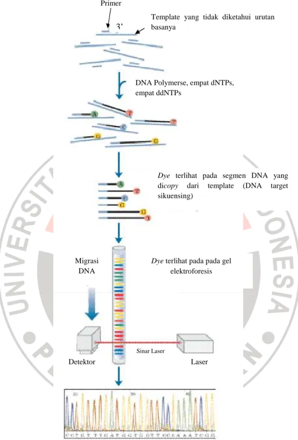 Gambar  2.5  Sebuah  DNA  template  ditambahkan  primer,  DNA  polymerase,  deoxynucleotides  dan  dideoxynucleotides