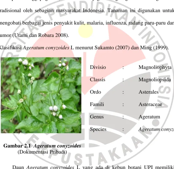 Gambar 2.1  Ageratum conyzoides   (Dokumentasi Pribadi)  Divisio   :  Magnoliophyta Classis  : Magnoliopsida Ordo   : Asterales Famili   : Asteraceae Genus   : Ageratum 