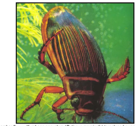 Gambar 2.  Kumbang penyelam (Dytiscus marginalis) tergolong hewan karnivora. 