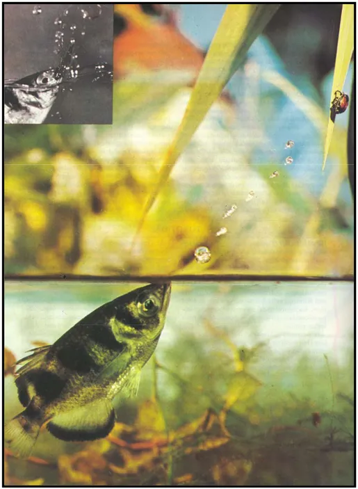 Gambar 3.  Ikan sumpit (Toxotes sp.) dapat menembak seekor serangga air sejauh 90 cm. 
