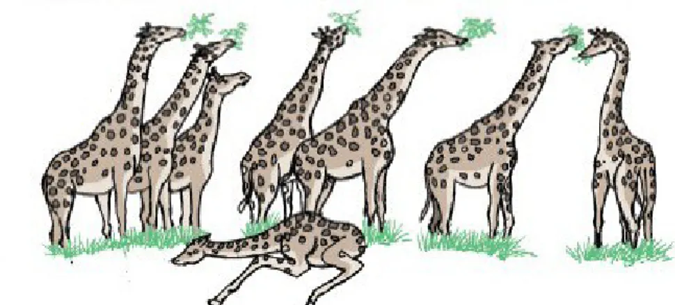 Gambar 2. Ilustrasi teori Evolusi oleh Darwin, jerapah yang memiliki   leher pendek tereleminasi karena seleksi alam 