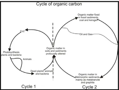 Gambar 2.9 Dua siklus utama dari karbon organik dibumi  (setelah Welte, 1970) 