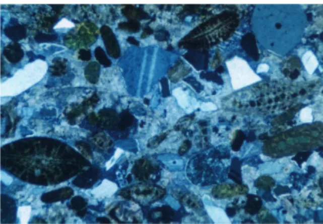 Gambar 1. Foraminifera Besar Yang Ditemukan Pada Sayatan Batuan 
