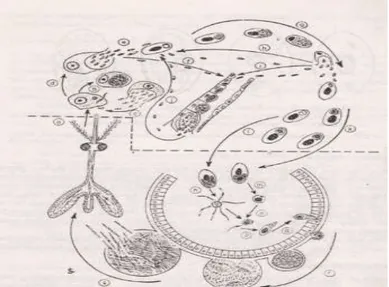 Gambar 4  Siklus hidup Plasmodium gallinaceum (Soulsby 1982) 