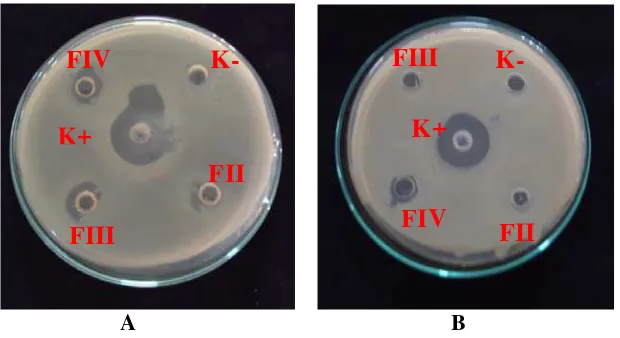 Gambar 9. Hasil uji aktivitas antibakteri minyak atsiri bunga lavender (A) dan gel antiseptik tangan minyak atsiri bunga lavender (B) 