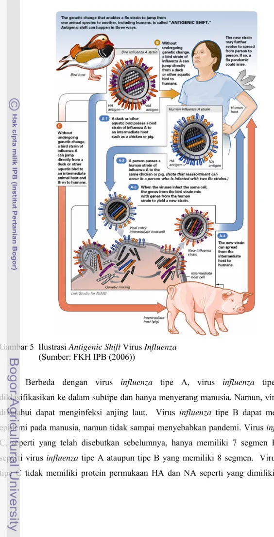 Gambar 5  Ilustrasi Antigenic Shift Virus Influenza   (Sumber: FKH IPB (2006)) 