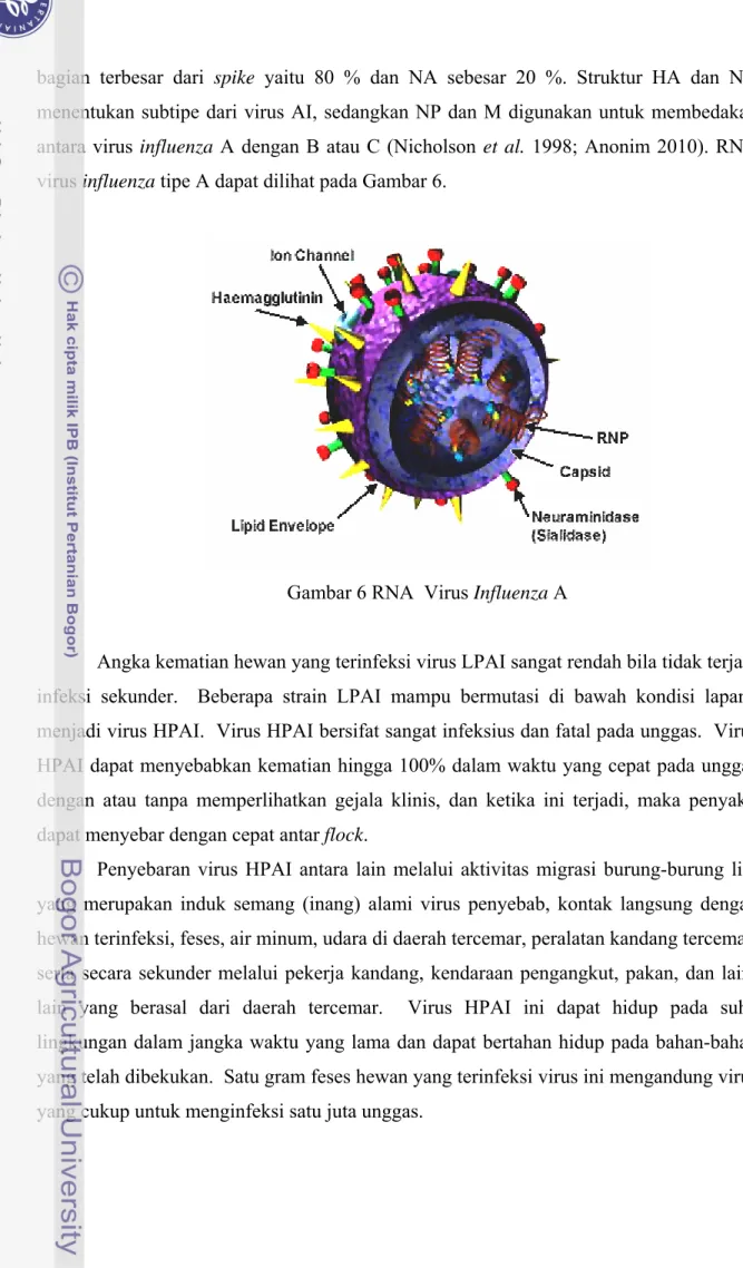 Gambar 6 RNA  Virus Influenza A  