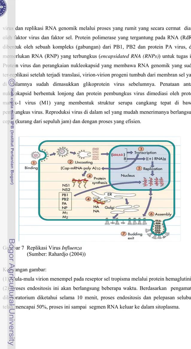 Gambar 7  Replikasi Virus Influenza   (Sumber: Rahardjo (2004))