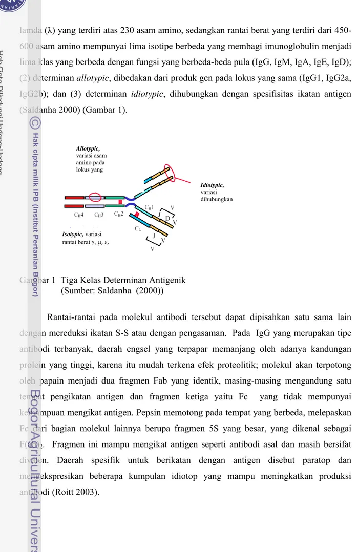 Gambar 1  Tiga Kelas Determinan Antigenik                      (Sumber: Saldanha  (2000)) 