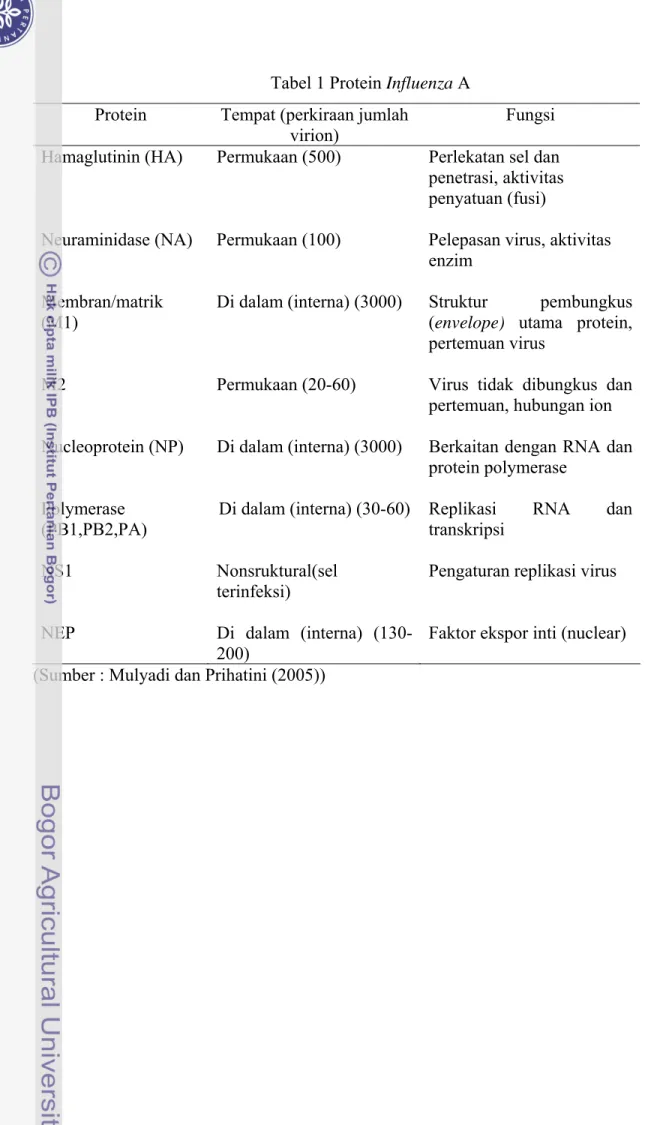 Tabel 1 Protein Influenza A   Protein Tempat  (perkiraan  jumlah 