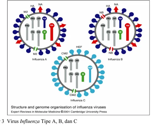 Gambar 3  Virus Influenza Tipe A, B, dan C  (Sumber: Hoffmann et al. (2000)) 