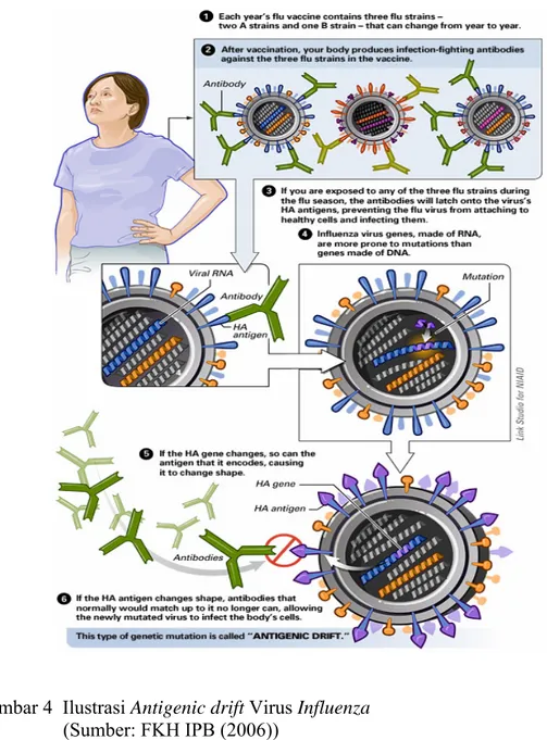 Gambar 4  Ilustrasi Antigenic drift Virus Influenza  (Sumber: FKH IPB (2006)) 
