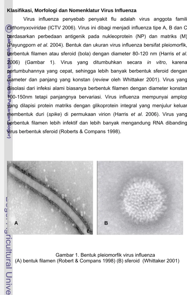 Gambar 1. Bentuk pleiomorfik virus influenza  