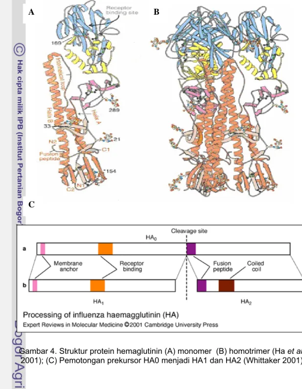 Gambar 4. Struktur protein hemaglutinin (A) monomer  (B) homotrimer (Ha et al. 