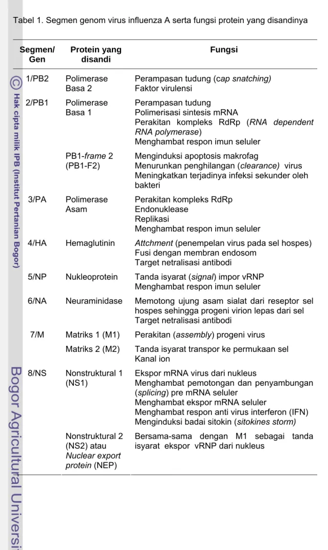 Tabel 1. Segmen genom virus influenza A serta fungsi protein yang disandinya  Segmen/ Gen  Protein yang disandi  Fungsi  1/PB2 Polimerase  Basa 2 