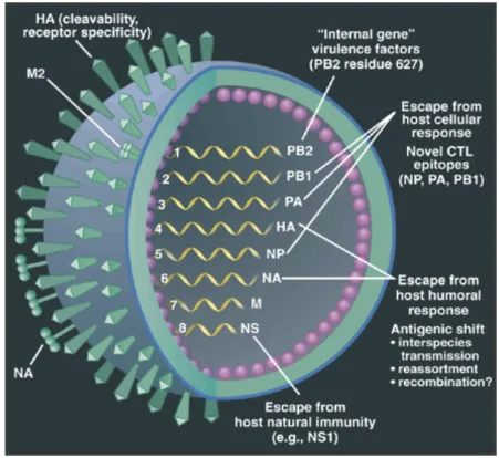 Gambar 2. Struktur dan segmen-segmen genom virus influenza  A  (Webster 2001) 