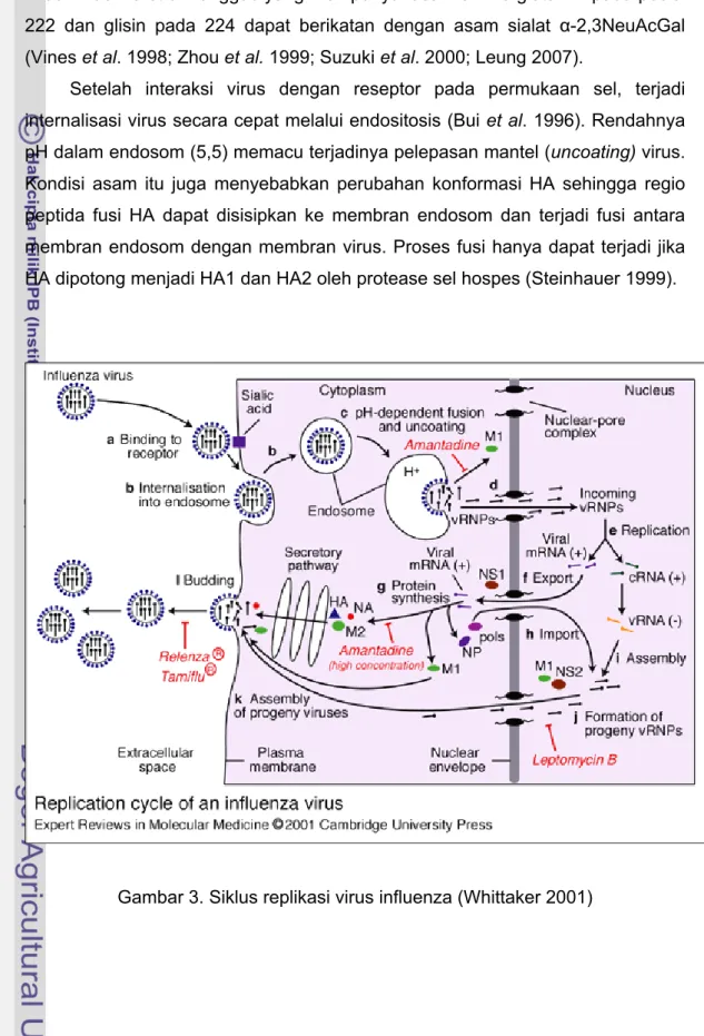 Gambar 3. Siklus replikasi virus influenza (Whittaker 2001) 