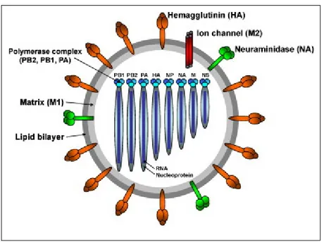Gambar 1.  Diagram skematis struktur virus influenza A (Lee dan Saif 2009)  Virus influenza A memiliki selubung yang berasal dari membran lipid sel  inang