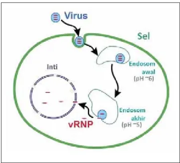 Gambar 2.  Endositosis virus influenza diadaptasi dari Lakadamyali et al. (2004)  Setelah protein HA virus influenza (atau protein HEF virus influenza C)  menempel pada SA, virus mengalami endositosis