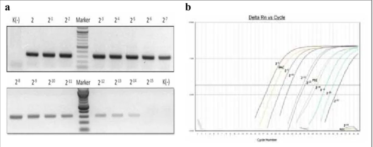 Gambar 5.  Perbandingan hasil PCR konvensional dan real time (a) elektroforesis  gel RT-PCR konvensional, H5 terdeteksi hingga pengenceran 2 -14  dan  (b) grafik amplifikasi RRT-PCR hingga pengenceran 2 -22 .