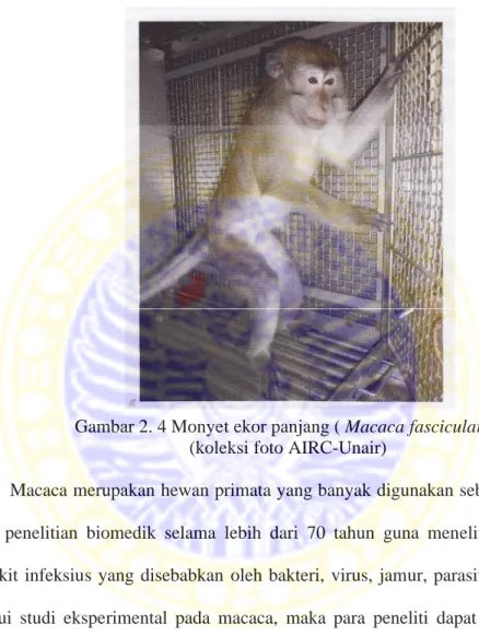 Gambar 2. 4 Monyet ekor panjang ( Macaca fascicularis) (koleksi foto AIRC-Unair)