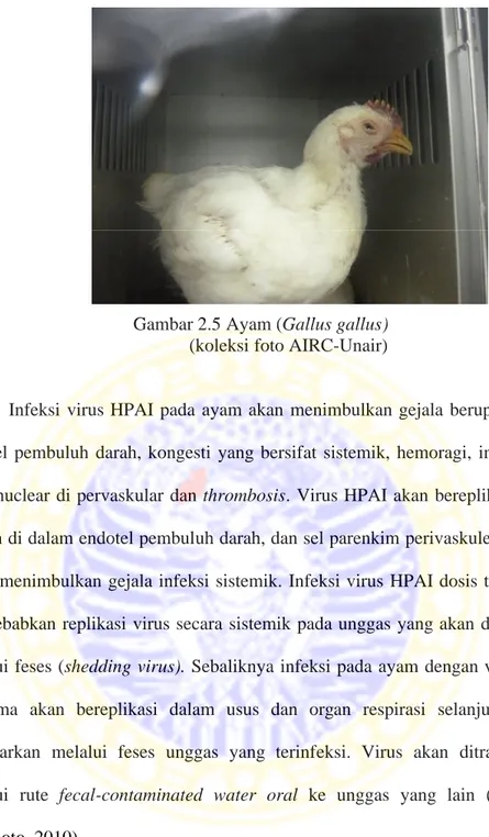 Gambar 2.5 Ayam (Gallus gallus) (koleksi foto AIRC-Unair)