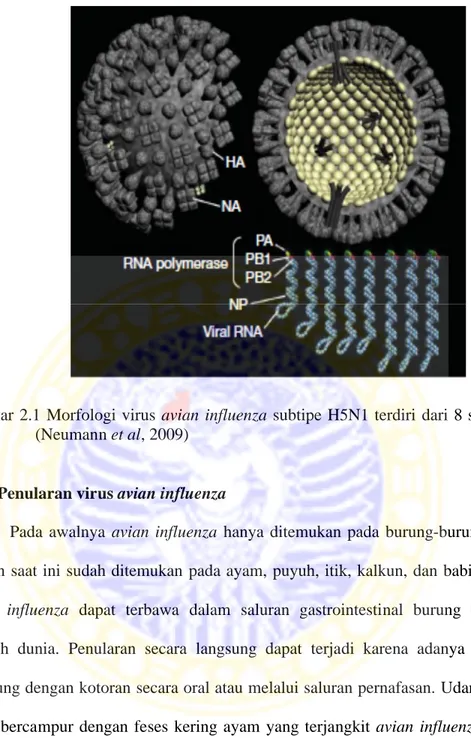 Gambar 2.1 Morfologi virus avian influenza subtipe H5N1 terdiri dari 8 segmen  (Neumann et al, 2009)