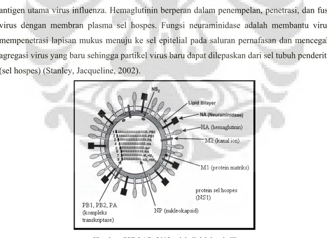 Gambar 1. Struktur virus influenza 