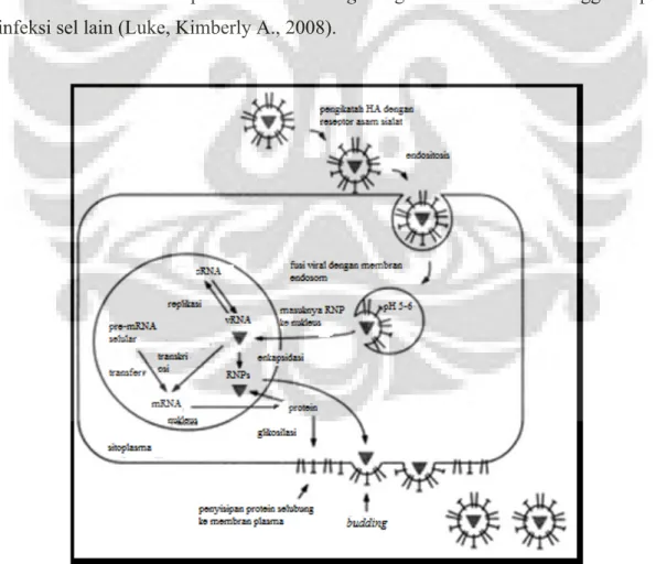 Gambar 2. Replikasi virus influenza 