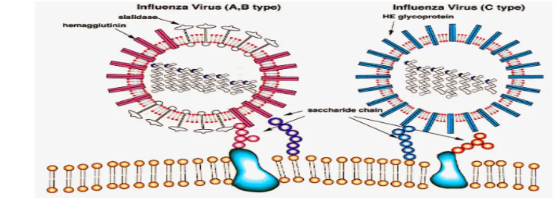 Gambar 1. Virus Influenza tipe A, B, C    