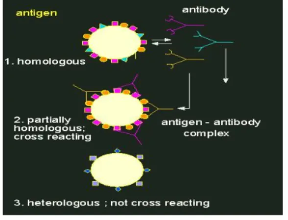 Gambar 5.  Reaksi antibodi - antigen (Peter  2007)  