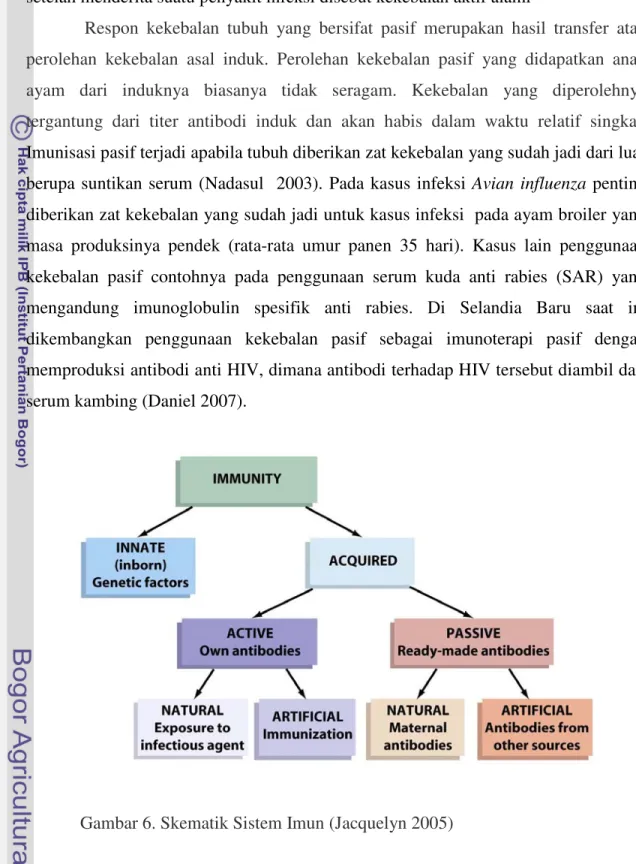 Gambar 6. Skematik Sistem Imun (Jacquelyn 2005) 