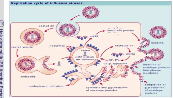 Gambar 2.  Replikasi Virus Influenza (Paul 2003) 