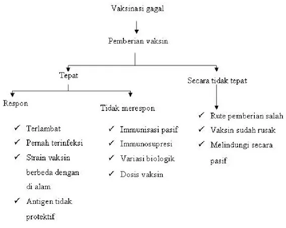 Gambar 4.  Bagan Kegagalan Vaksinasi (sumber : Tizard 2004) 