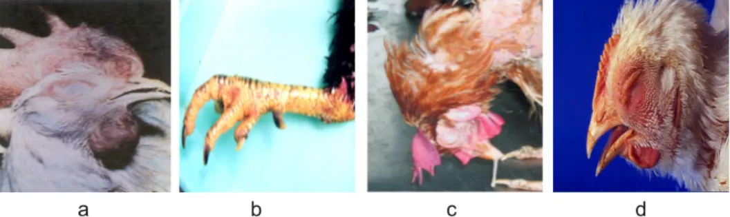 Gambar 2.   Gejala  klinis  pada  ayam.a)  cyanosis  pada  kepala,  b)  perdarahan  pada kaki, c) keluarnya cairan dari hidung dan paruh, d) pebengkakan  pada kepala