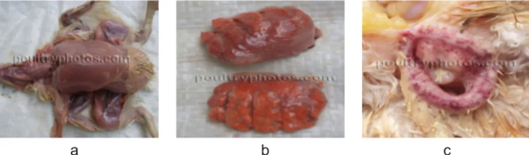 Gambar 3. Perubahan patologi ayam broiler terserang HPAI a) perdarahan pada  otot, b) kongesti paru, c) ptechi pada kloaka