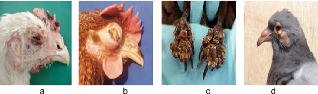 Gambar 2.  Gejala  klinis  yang  terlihat  pada  ayam  penderita  Cacar.  a)  Nodul  pada muka, b) pembengkakan muka, c) nodul pada kaki, d) cacar  merpati
