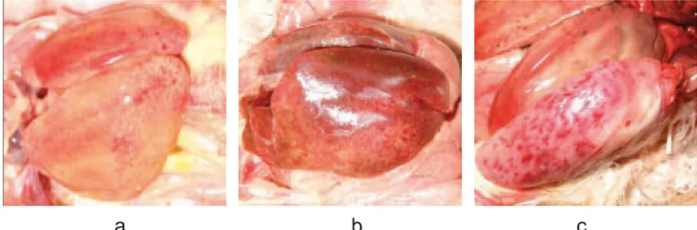 Gambar 1.  Perubahan patologi-anatomis pada hepar. a-c) hati membengkak  berwarna  kuning  kecoklatan,  terdapat  bercak,  perdarahan  ptechiae dan echymotic