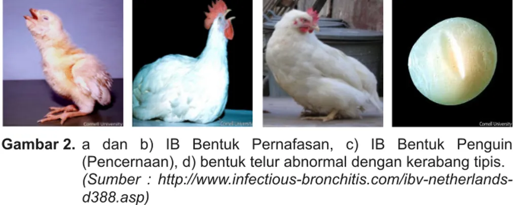 Gambar 2. a  dan  b)  IB  Bentuk  Pernafasan,  c)  IB  Bentuk  Penguin  (Pencernaan), d) bentuk telur abnormal dengan kerabang tipis