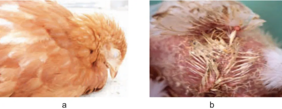 Gambar 2.  Gejala  klinis  pada  ayam.  a)  ayam  tampak  depresi,  b)  bulu  di  daerah kloaka tampak kotor