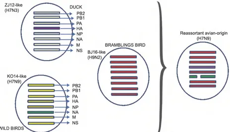 Gambar 1. Hipotesa host dan lineage origin segmen gen virus novel AI H7N9  Sumber: Gao et al