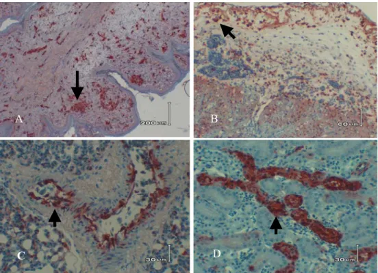 Gambar 1. A menunjukkan antigen yang tersebar pada lapisan dermis kulit jengger (tanda panah), B  menunjukkan antigen yang  terdapat pada epikardium dan myokardium jantung (tanda panah), C memperlihatkan antigen yang terdapat pada dinding  endotel pembuluh
