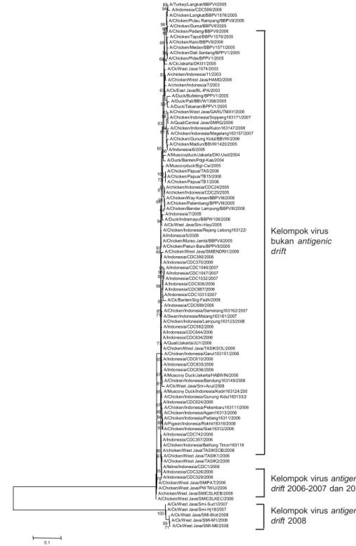 Gambar 1.  Pohon filogenetik berdasarkan gen hemaglutinin (HA) virus avian influenza di Indonesia tahun 2003-2008 (Dharmayanti 2009).