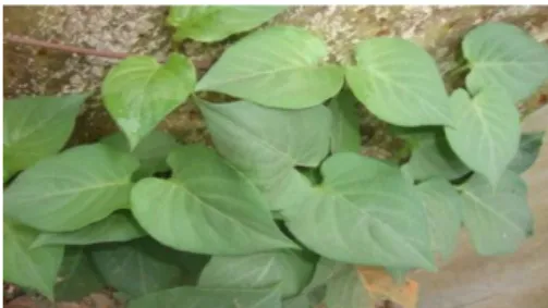Gambar 5. Daun sembukan 